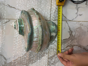 Coquille de Turbo de Haute Qualité du Vietnam, Coquille Décorative Naturelle, Exportation en Gros - Product Image 5