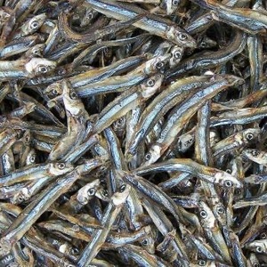 Anchois séchés salés de haute qualité du Viet Nam pour les repas de chien de poisson de porc de bétail de cheval - Product Image 2