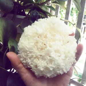 Champignons de la neige à bon prix, champignons de la neige du Vietnam, champignons de la neige originaux pour l'exportation par vacances - Product Image 1