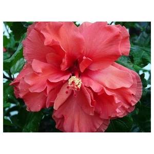 สารสกัดจาสวานด์ฟูล CO2 เกรดอาหาร สารสกัดสมุนไพรชนิดแว็กซ์ในกระป๋อง - Product Image 1