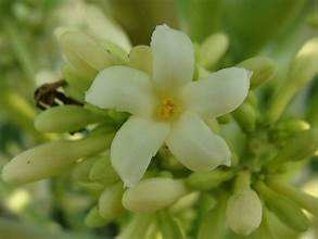 ผลิตภัณฑ์จากธรรมชาติสนับสนุนการดีท็อกซ์ชามะละกอสำหรับผู้ชาย - Product Image 4