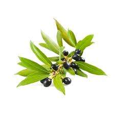 Vente en gros d'huile essentielle de laurier certifiée ISO huile essentielle de baie de laurier biologique de haute qualité d'huile de feuille de laurier d'Inde - Product Image 3