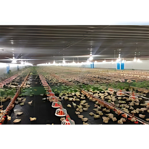 Gà nhà thép lớn gà <span class=keywords><strong>Barn</strong></span> pultry nhà 500x40 ft Gà Nuôi kế hoạch kinh doanh - Product Image 2