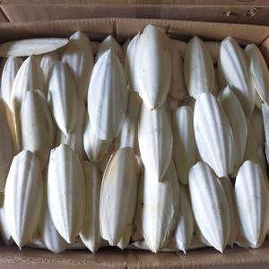 Premium Dried Cuttlefish <b>Bone</b> (Squid <b>Bone</b>) Bright White Color-Export Grade Low Moisture 5% Vietnamese Origin for Birds Use - Product Image 3