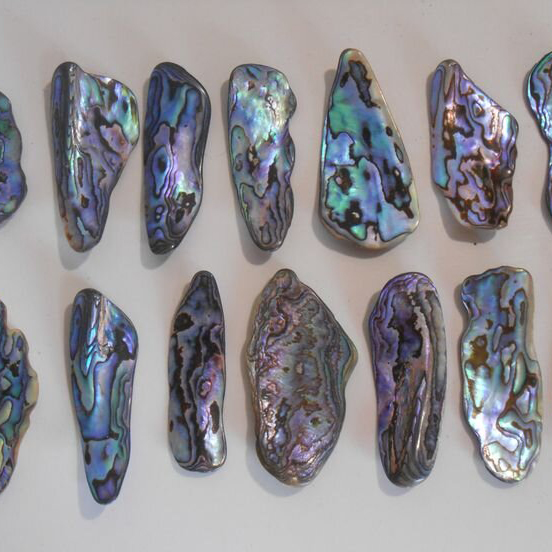 abalone shell pieces