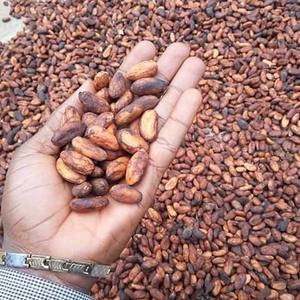 Granos de Cacao Tostados Orgánicos y Certificados de Comercio Justo de África para la Producción de Chocolate - Product Image 5