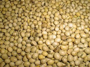 Soybeans Organic Non Gmo Whole Yellow <b>Beans</b> For Cooking And <b>Baking</b> For Sale - Product Image 3