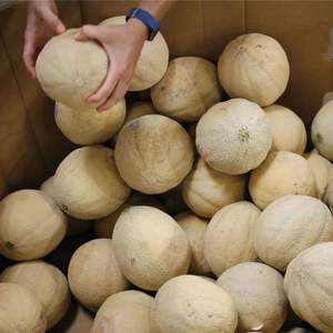 Melones Cantalupo Frescos de Primera Clase - Alta Dulzura Brix - Melones Musk de Grado de Exportación a Granel - Product Image 4