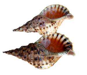 Trompeta Triton Shell grande Natural brillante pulido superficie brillante Vietnam marino único trompeta Triton Shell calidad de exportación - Product Image 6