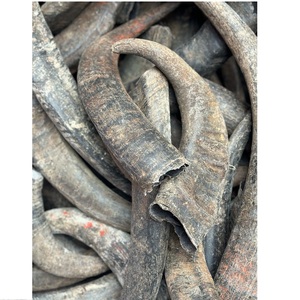 Acheter de l'eau Buffalo & Cow Horn Vente Pour remplacer la corne de rhinocéros dans le traitement de l'hyperthermie/Bulk Buffalo Horn & - Product Image 4