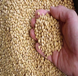 Soja jaune biologique de qualité supérieure, en vrac, naturel, non-OGM - Product Image 6