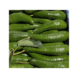 Aguacates frescos, fruta tropical verde de Vietnam utilizada para ensaladas, batidos, sándwiches y procesamiento con calidad de exportación - Product Image 3