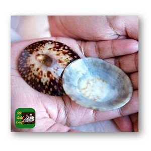 Conchas Limpet de tamaño pequeño para joyería, decoración artesanal y proyectos de bricolaje, diseño inspirado en el océano - Product Image 2