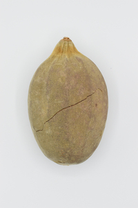 Polvo de baobab de alta calidad y semillas oleaginosas directamente de los mejores productos agrícolas de Sudán - Product Image 5