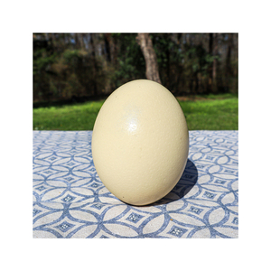 Huevos de avestruz frescos, fértiles, orgánicos, naturales, limpios, envasados, proveedor a granel, granja, grado exótico, calidad de exportación Premium, escotilla comestible - Product Image 3