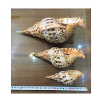 Grande coquille de trompette de triton Charonia Tritonis, coquille de mer antique rare, trompette de triton géante avec prix compétitif 99GD