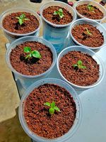 Pellets de noix de coco compressés et de tourbe Disques de sol pour la germination des graines du Vietnam Fabricant
