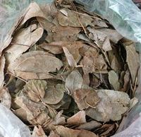 Sachets de thé au corossol biologique biologique sans gluten de International Corp. Soursop pour la perte de poids et le diabète