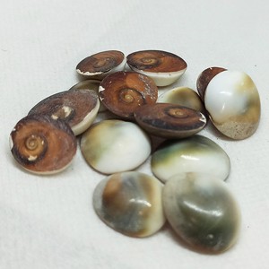 Bán buôn <span class=keywords><strong>operculum</strong></span> biển vỏ khô và sạch Mèo Mắt opercule Seashell tự nhiên hạt từ Việt Nam nhà máy - Product Image 3