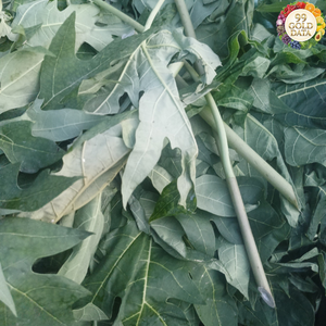 ใบมะละกอแห้งจากเวียดนาม ทำจากวัตถุดิบจากใบมะละกอธรรมชาติ สำหรับชงชา ปรุงรส และใช้ในอาหาร - Product Image 1