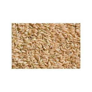 Riz brun souple séché non OGM de qualité supérieure pour les usines alimentaires et les consommateurs soucieux de leur santé – Exportation - Product Image 1