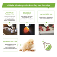 Prémélange EGDOO pour Poules Pondeuses – Mélange Riche en Protéines avec Acides Aminés de Qualité Alimentaire pour Soutenir la Croissance Musculaire des Éleveurs de Poules