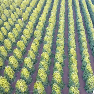 Single <b>Herb</b> Black Pepper Vietnam <b>Smoked</b> AD Drying Process Dried Processing Type DE - Product Image 5