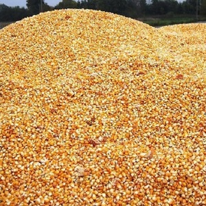 Granos de maíz amarillos y blancos al por mayor embalaje de almacenamiento de estilo superior 100% madurado al mejor precio competitivo - Product Image 2