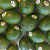 Avocat frais biologique Hass de haute qualité à prix compétitif à vendre - Product Image 4