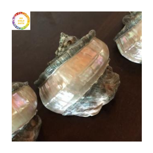 เปลือกเทอร์โบสีเขียวแท้เปลือกหอยขัดเงาสวยงามจากเขตร้อนในเวียดนาม - Product Image 1