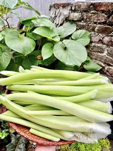 Wholesale Frozen <b>Taro</b> Stem High Quality Vietnam Origin IQF - Product Image 6