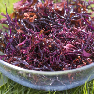 Materia prima Eucheuma Cottonii al por mayor para la fabricación de gel de musgo marino natural para la exportación de productos fisiológicos - Product Image 3