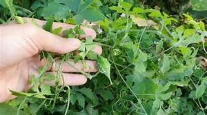 HOJAS DE MELÓN AMARGO CONGELADAS SOPORTE DE DETOX ALIMENTOS LIMPIOS DE FUENTE DE HIERBAS VERDES A BASE DE PLANTAS - Product Image 3