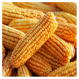 ข้าวโพดข้าวโพดสีเหลืองออร์แกนิกสดเมล็ดข้าวโพดหวานแบบเยอรมัน50กก. - Product Image 2