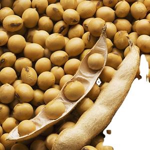 Graine de soja pour l'exportation d'aliments pour animaux - Product Image 3