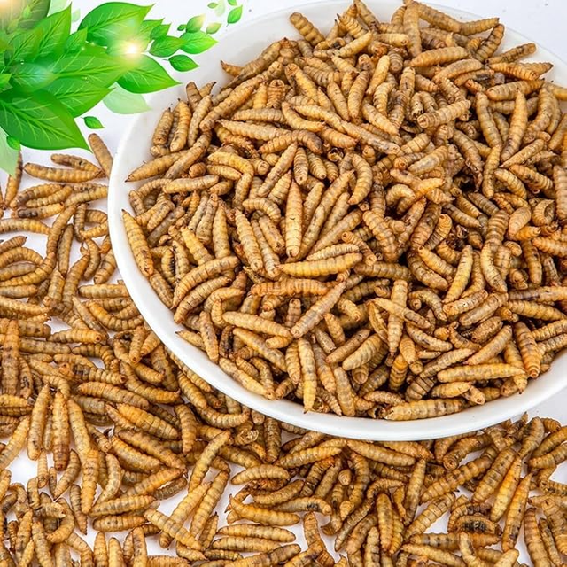 PREMIUM DEHYDRATED BLACK SOLDIER FLY LARVAE FROM VIETNAM / HIGH-PROTEIN, NUTRITIOUS FEED for POULTRY, FISH, and REPTILES