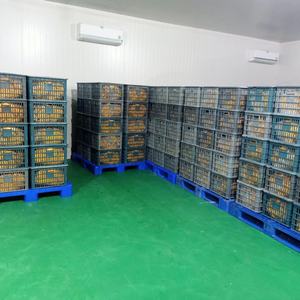 Mango Seco Vietnamita Dulce AD, Envasado al Vacío, Bajo en Azúcar / Ms. Lima - Product Image 2