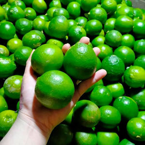 Limón Verde Fresco, Cítrico, Entero y en Mitades con Hojas, Cultivo Natural Común (Contactar a la Sra. Elly +84 829 526 179) - Product Image 5