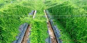 สารสกัดจากเมลอนรสขมแช่แข็งฉลากสะอาดออร์แกนิกส่วนผสมสมุนไพรสีเขียวสำหรับการสนับสนุนภูมิคุ้มกัน - Product Image 2