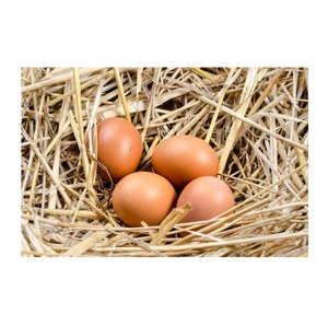 Huevos de gallina frescos de mesa, de cáscara blanca/marrón, de buena calidad y precio económico, para exportación. - Product Image 3