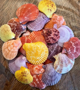 Concha de Vieira Natural para Decoración del Hogar, Estilo Costero, Manualidades, Joyería y Decoración de Mesa para Restaurantes y Hoteles - Product Image 6