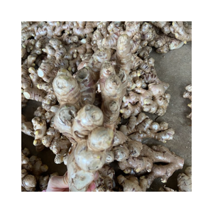 Vente en gros de gingembre frais/gingembre tranché en vrac à bas prix du Vietnam - Product Image 5
