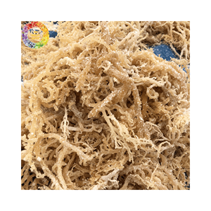 Bulk Unsalted Dried Sea Moss, Golden Irish Moss <b>Seaweed</b> for Seamoss Gel, Wildcrafted Eucheuma Cottonii, 25kg Packing - Product Image 4