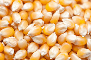 Fournisseur de maïs jaune de haute qualité à vendre Maïs jaune d'aliments pour animaux - Product Image 4