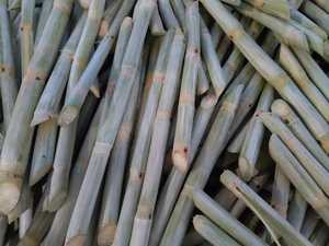 Disfrute del sabor de Vietnam: palitos de caña de azúcar congelados a precios inmejorables - Product Image 4