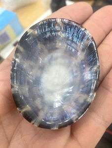 ส่งออกเปลือก limpet และเปลือกหอย Limpet: รับประกันคุณภาพ | สอบถามเกี่ยวกับเปลือกหอยเลี้ยงลูกด้วยนม - Product Image 5