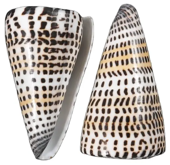 {HOT - SALE} - LEOPARD CONE SHELL utilisé pour faire des décorations haut de gamme avec les meilleurs prix sur le marché du Vietnam