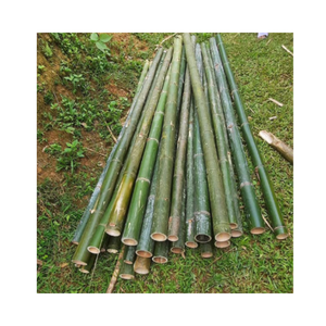 เสาไม้ไผ่สำหรับก่อสร้างของแข็งวัตถุดิบไม้ไผ่ในเวียดนาม - Product Image 6