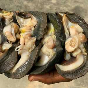 Precio al por mayor Mariscos secos Caracoles Conchas Operculum Mariscos - Product Image 4
