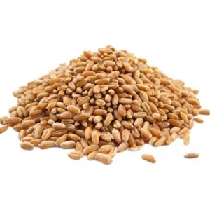 Fornitore all'ingrosso di grano intero biologico per la vendita a prezzo poco costoso